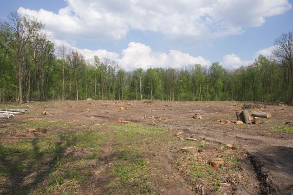 Cost of Pasture Clearing in Saint Cloud