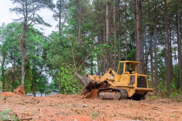 Forest Thinning in Saint Cloud