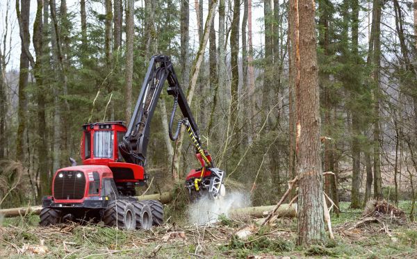 Cost of Forest Clearance Service in Saint Cloud