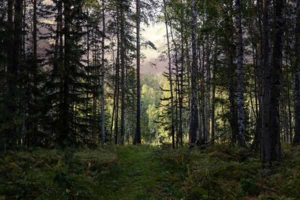 Cost of Pine Tree Clearing in Saint Cloud