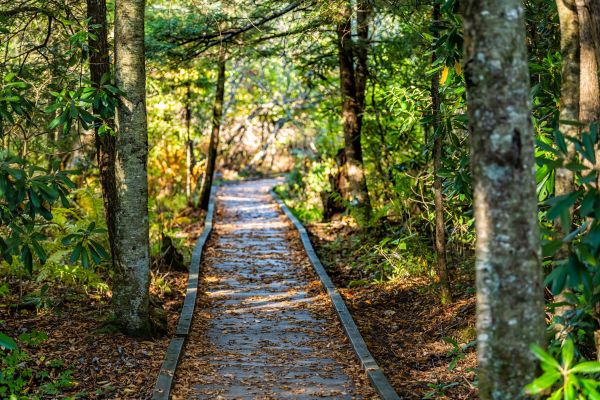 Cost of Trail Clearing in Saint Cloud